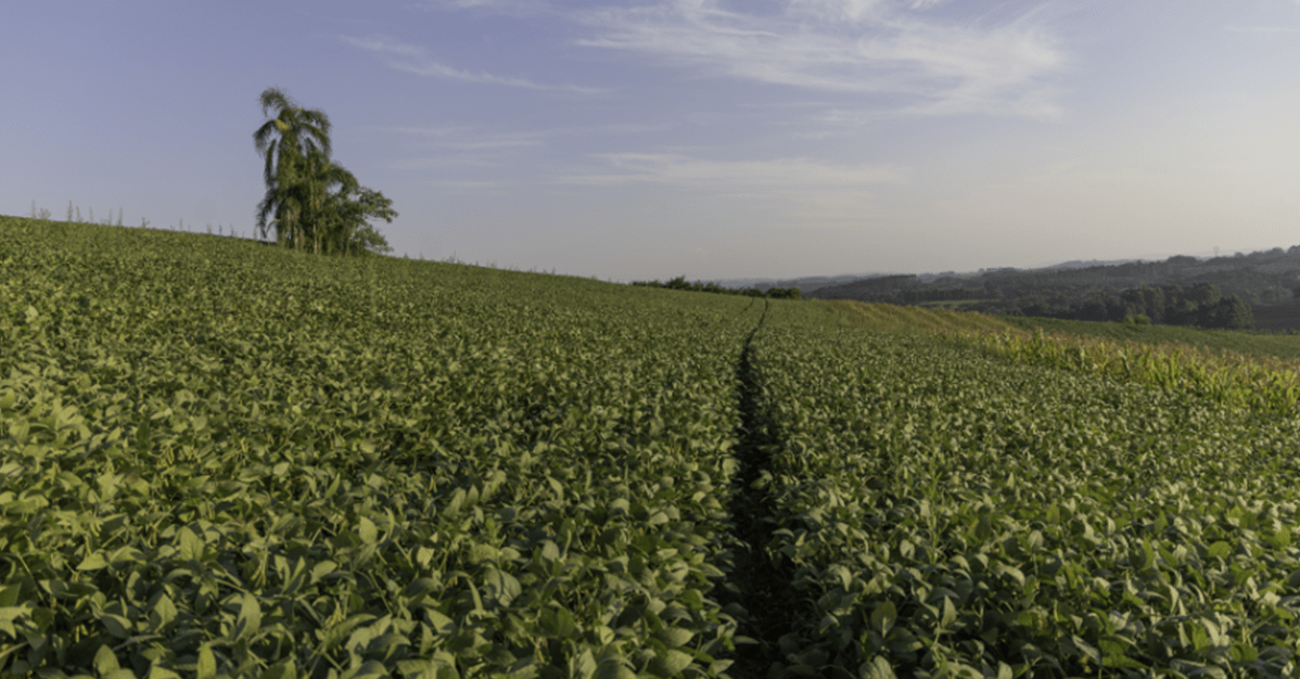 Produtor rural terá mais prazo para quitar dívida após safra frustrada