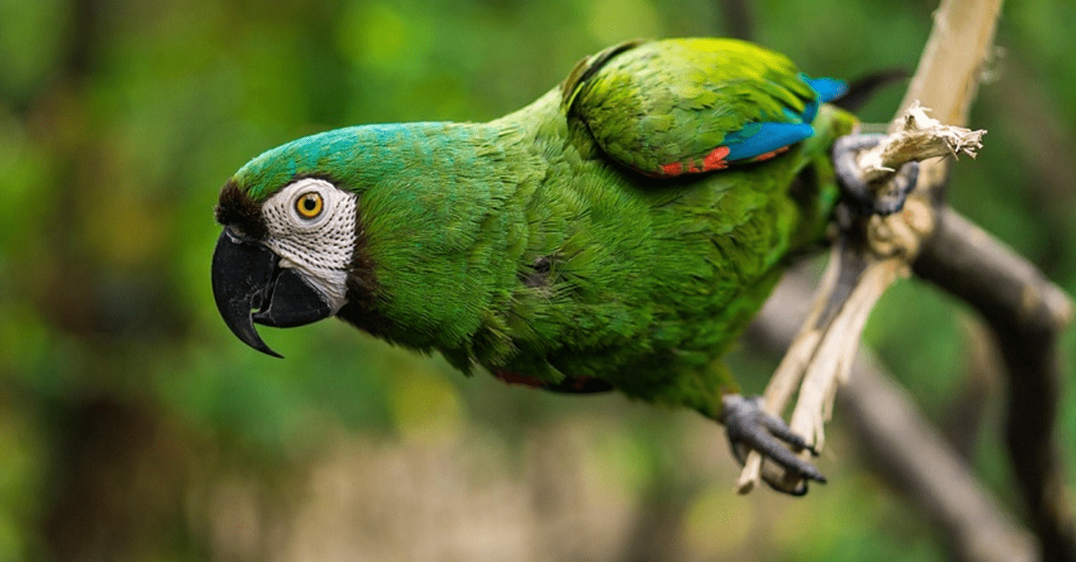 TRF-3: Mulher poderá permanecer com guarda doméstica de papagaio
